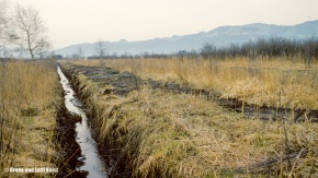 Graben zur Entwässerung des Riedes | Höchster Ried, Flottern-Heldern | 11.04.1983 | Foto bereitgestellt von Bruno und Lotti Keist